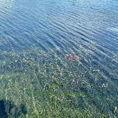 Influence factors and solutions of anoxic denitrification system