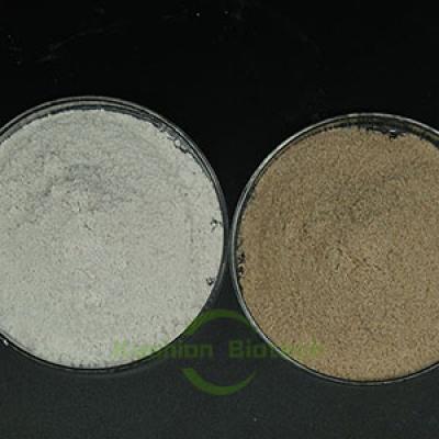 Algae Inhibitory Bacteria Enzyme