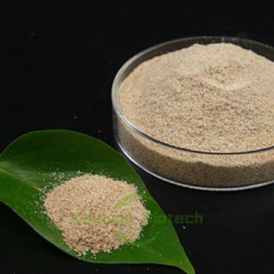 Anaerobic Bacteria for Chemical Wastewater 