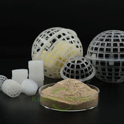 Denitrifying Bacteria Anaerobic