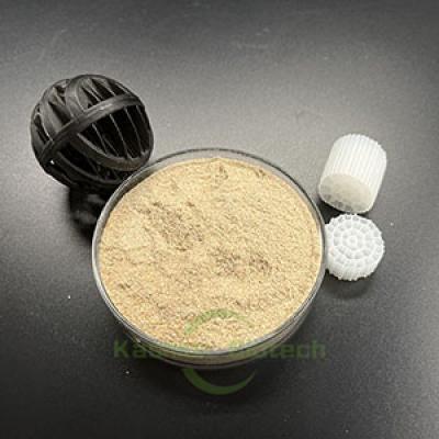 Microorganism Enzyme Bio Anaerobic Bacteria